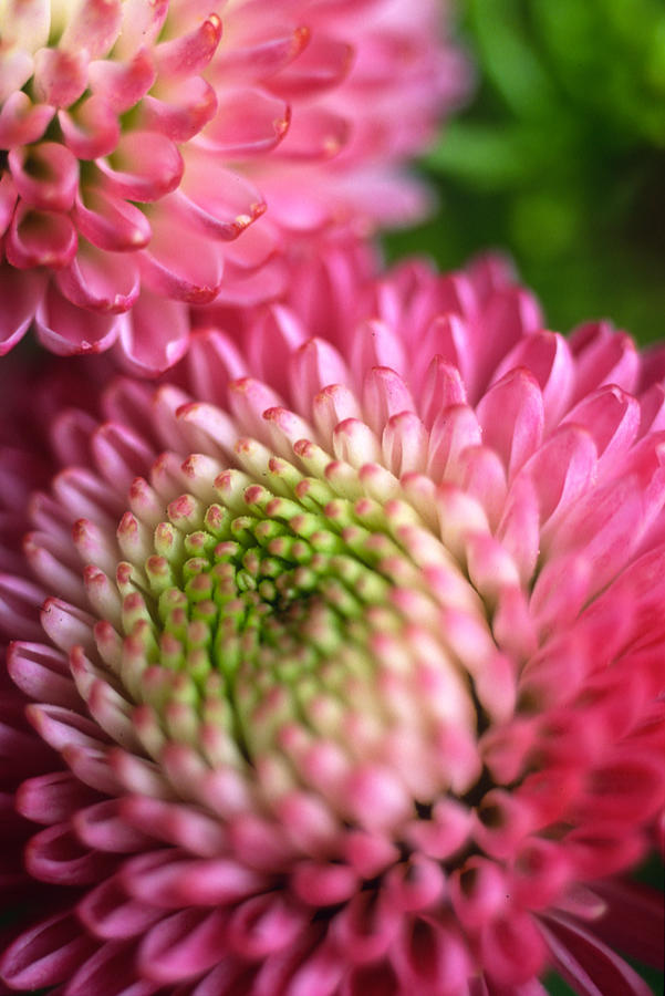 Flower Photograph - Pink Pompons by Kathy Yates