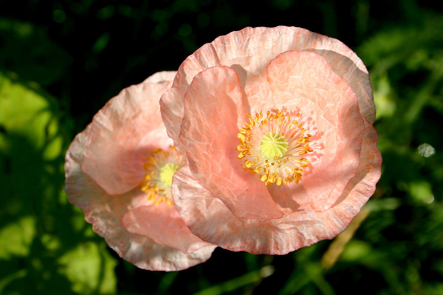 Pink poppies Photograph by Emanuel Tanjala
