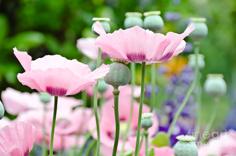 Pink poppies in Bloom Photograph by Yurix Sardinelly