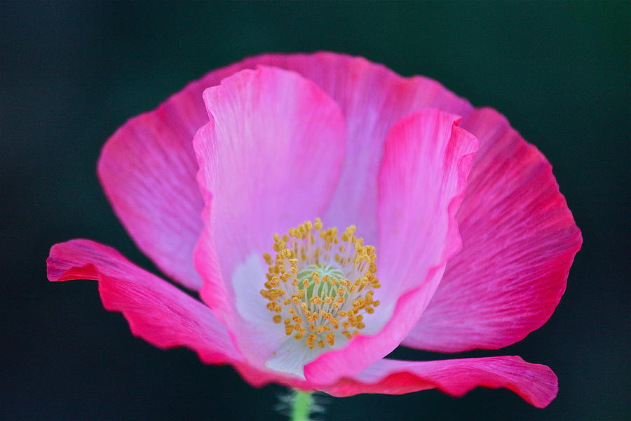 Pink Poppy 2 Photograph by Diana Hatcher
