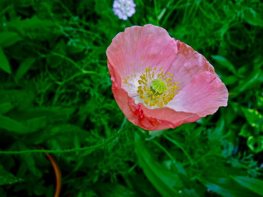 Pink Poppy Cup Photograph by Anna Ruzsan