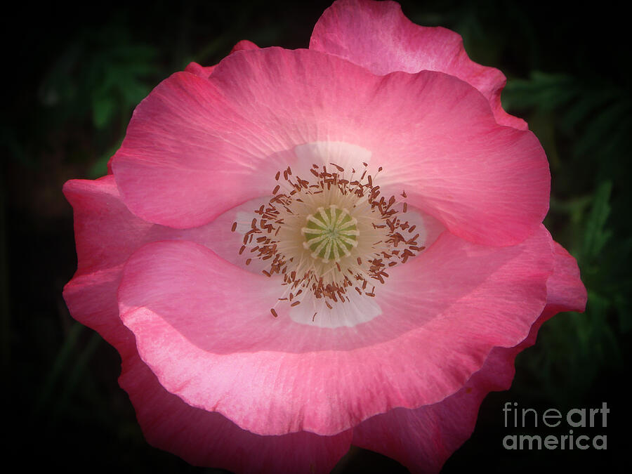 Pink Poppy Detail Photograph by Yvonne Johnstone