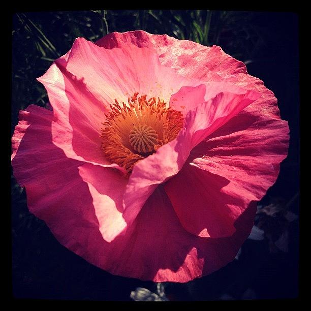 Pink Poppy Photograph by Gracie Noodlestein