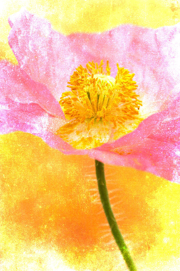 Pink Poppy on Yellow Photograph by Carol Leigh