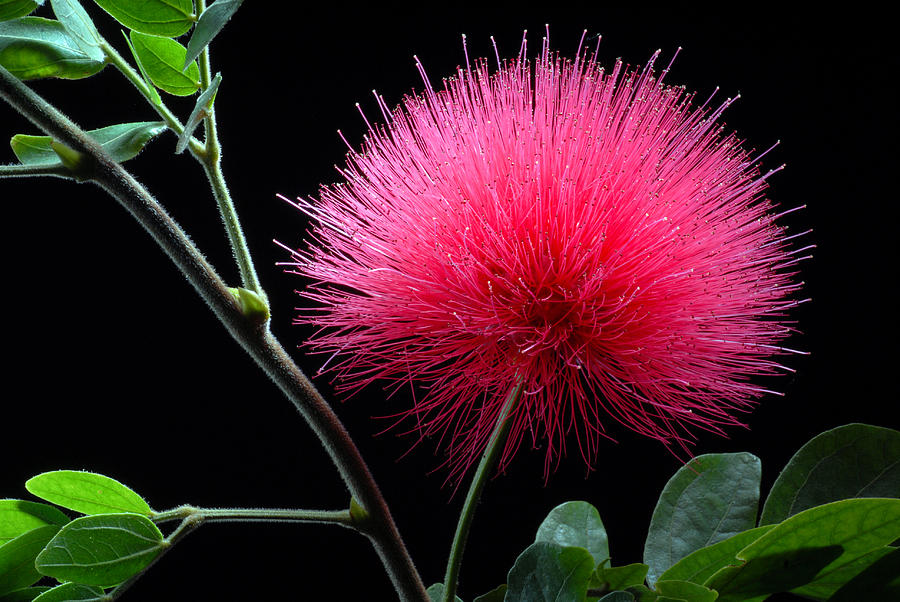 Pink Powder Puff Flower Photograph by Dung Ma