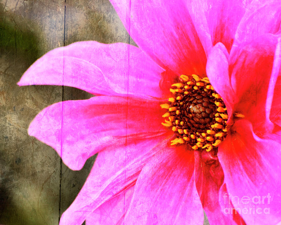 Pink Power Photograph by Traci Cottingham