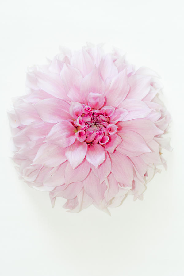 Pink Precious in White Photograph by Marie Jamieson