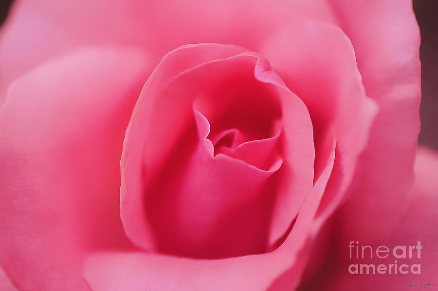 Pink Precious Powerful Rose Photograph by Clayton Bruster