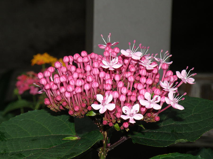 Flower Photograph - Pink Pretty by Sharon Downey Miniard