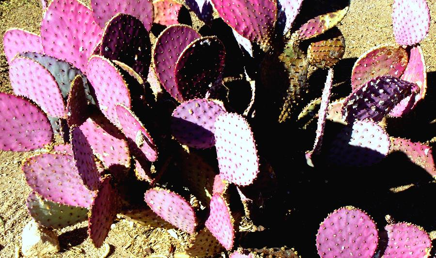 Pink Prickly Pear Photograph by Jayne Kerr 