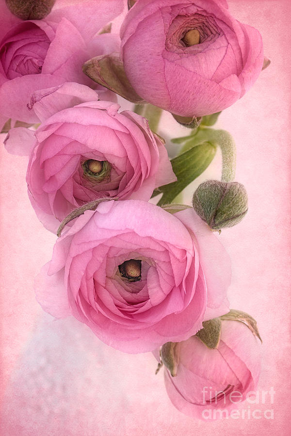 Pink Ranunculus Photograph by Ann Garrett