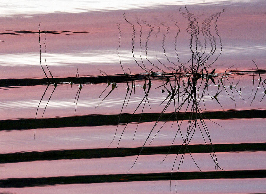 Pink Refections Photograph by James Steele