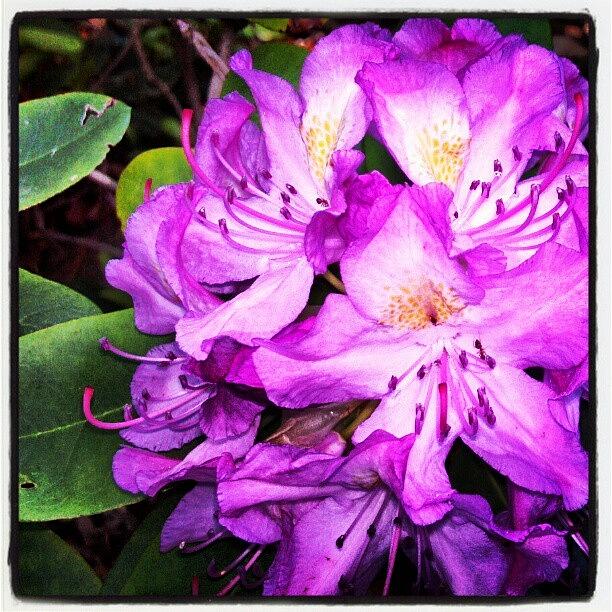 Flowers Still Life Photograph - pink Rhododendron Joining In The by Carla From Central Va  Usa