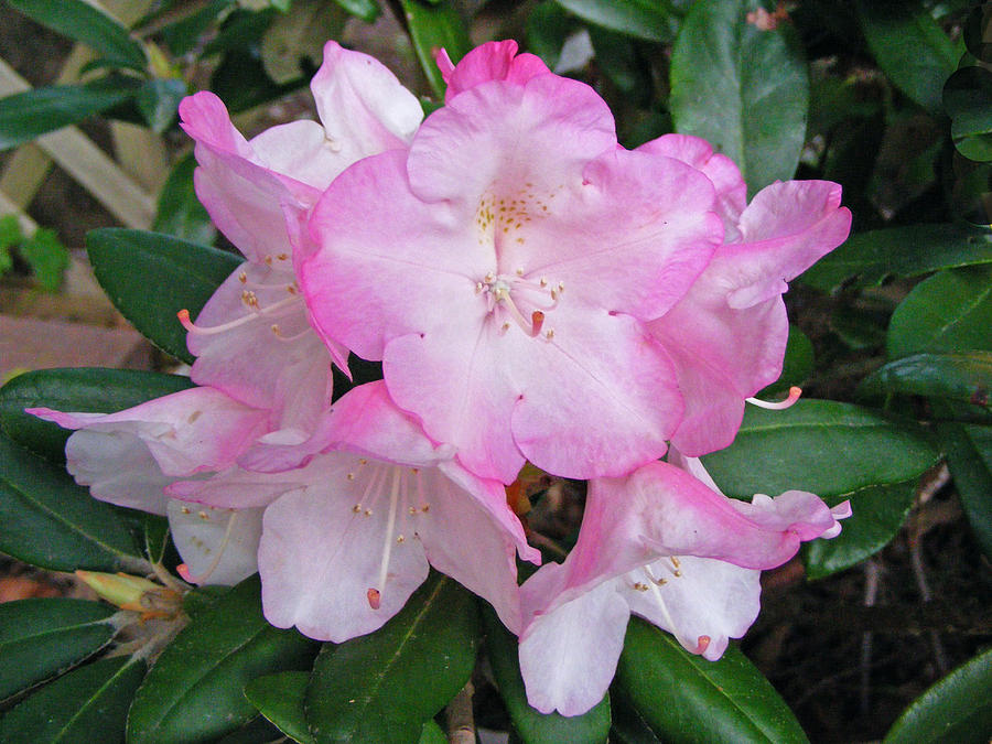 Pink Rhododendron Photograph by Margie Avellino