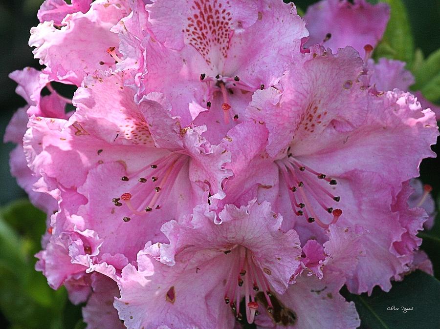 Pink Rhododendrons Photograph by Chriss Pagani