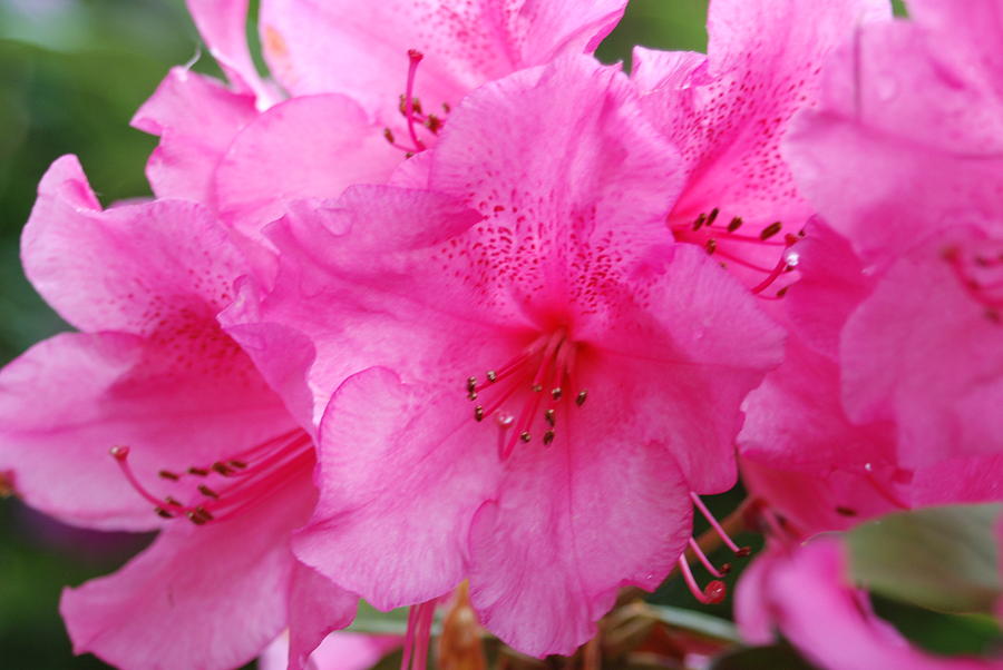 Pink Rhody Photograph by Michael Merry