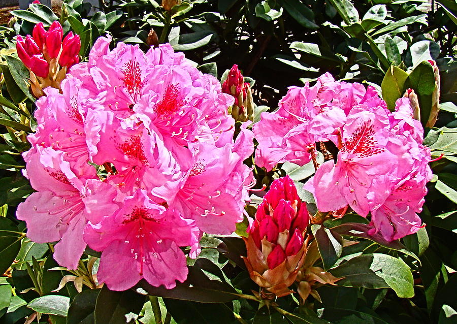 Pink Rhodys Photograph by Nick Kloepping