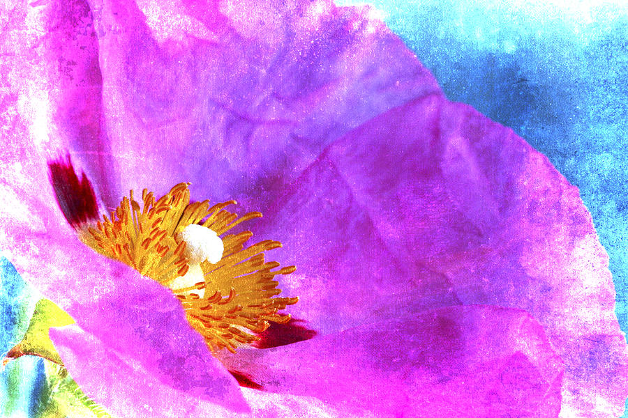 Pink Rock Rose on Blue Photograph by Carol Leigh