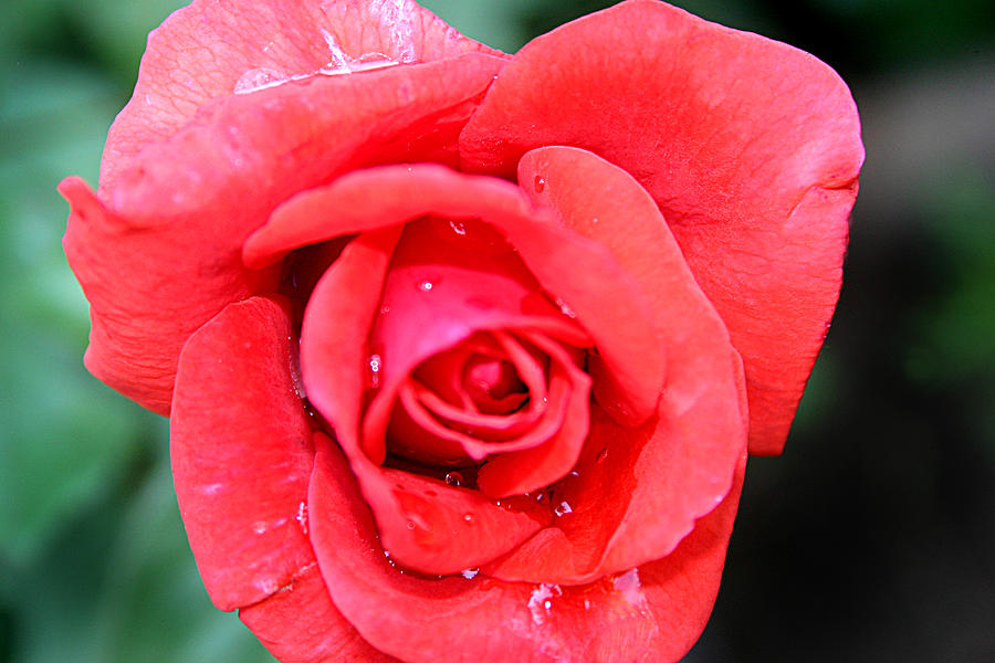 Pink rose after rain Photograph by Emanuel Tanjala