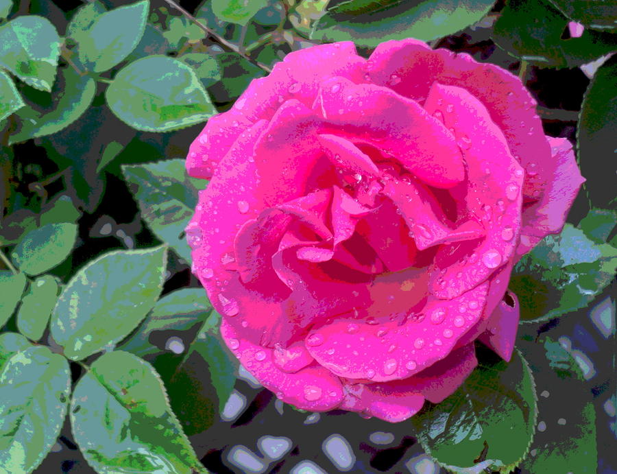 Pink Rose and Rain Photograph by Padre Art