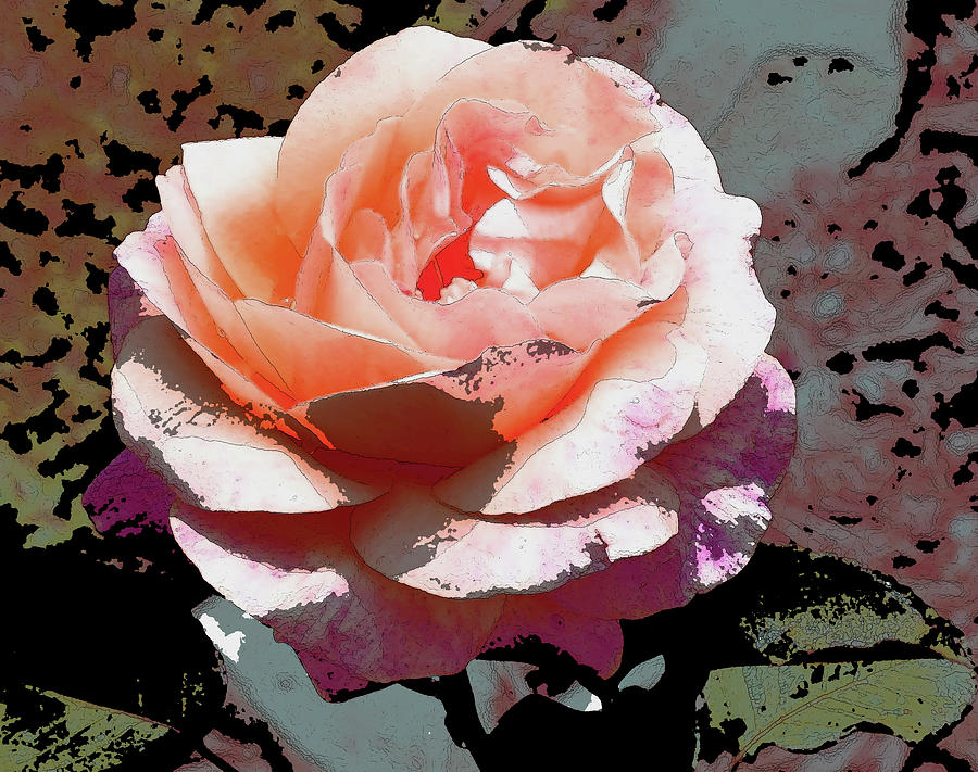 Pink Rose Art Photograph by Gilbert Artiaga