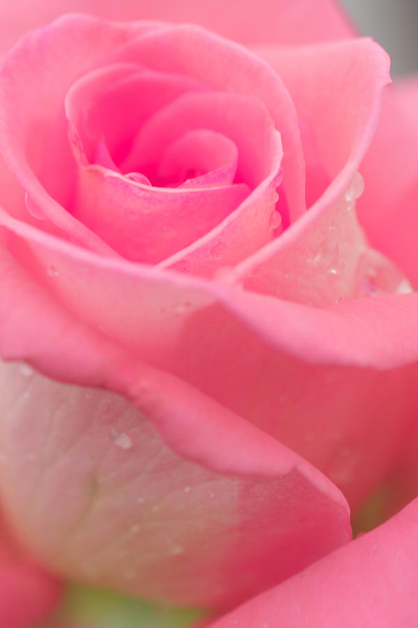 Background Photograph - Pink Rose by Atiketta Sangasaeng Background Photograph - Pink Rose by Atiketta Sangasaeng