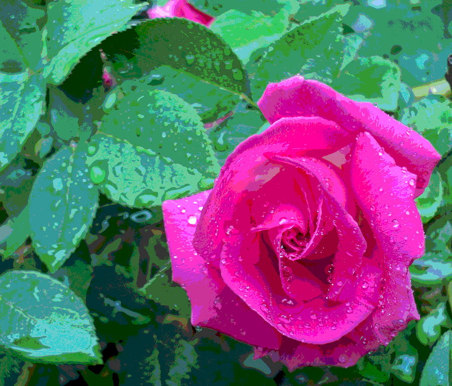 Pink Rose Bloom in the Rain Photograph by Padre Art