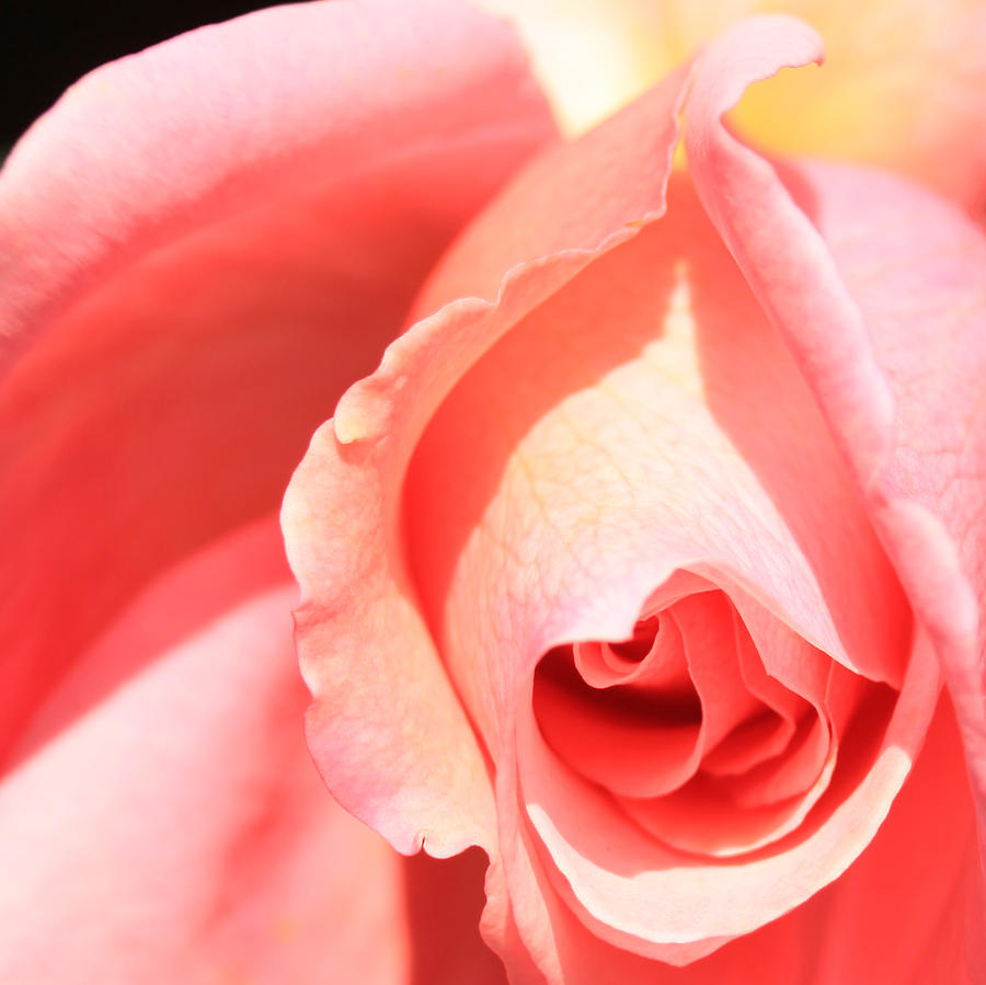 Pink Rose Blooming Photograph by Donna Corless