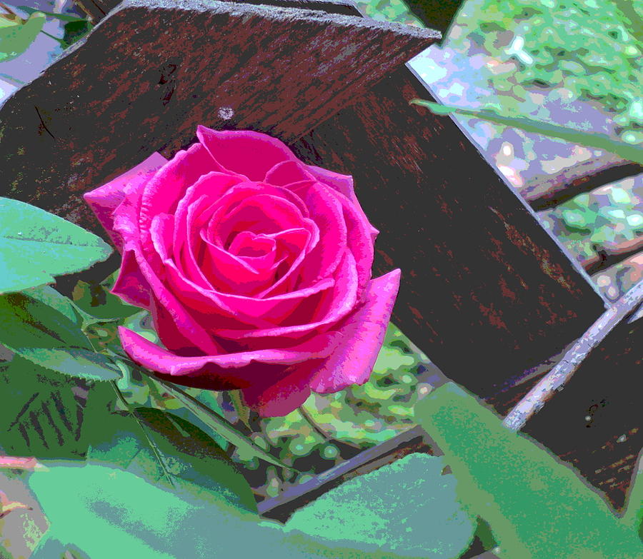 Pink Rose Blossom on Lattice Photograph by Padre Art