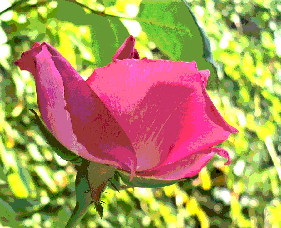 Pink Rose Blossom with Backlighting Photograph by Padre Art