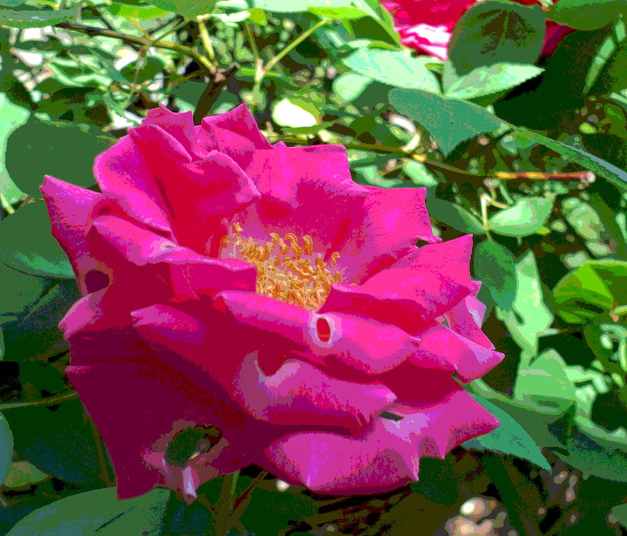 Pink Rose Blossom with Bug Bite Photograph by Padre Art