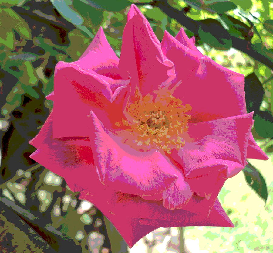 Pink Rose Blossom with Crinkled Petals Photograph by Padre Art