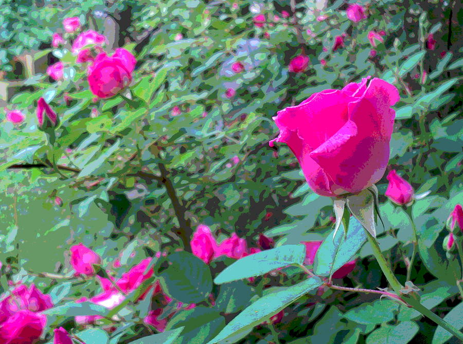 Pink Rose Bud Abundance Photograph by Padre Art