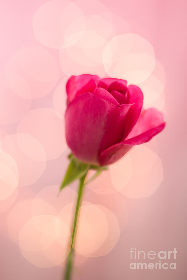 Pink Rose Bud Bokeh Photograph by Ethiriel Photography