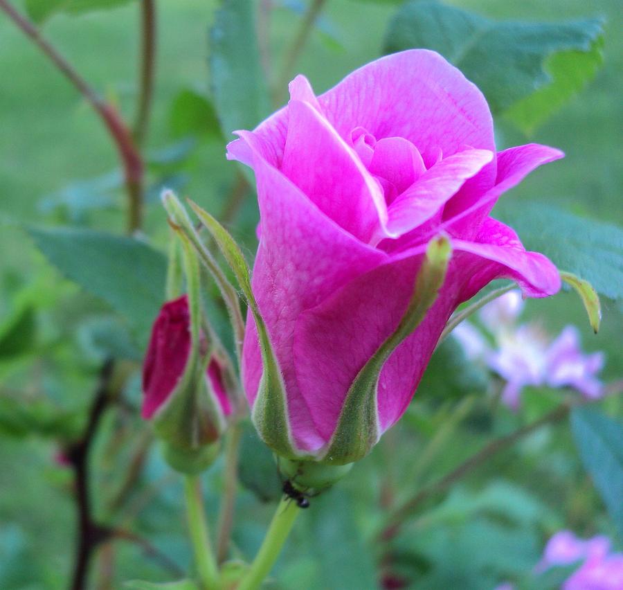 Pink Rose Bud Photograph by Janice Robertson