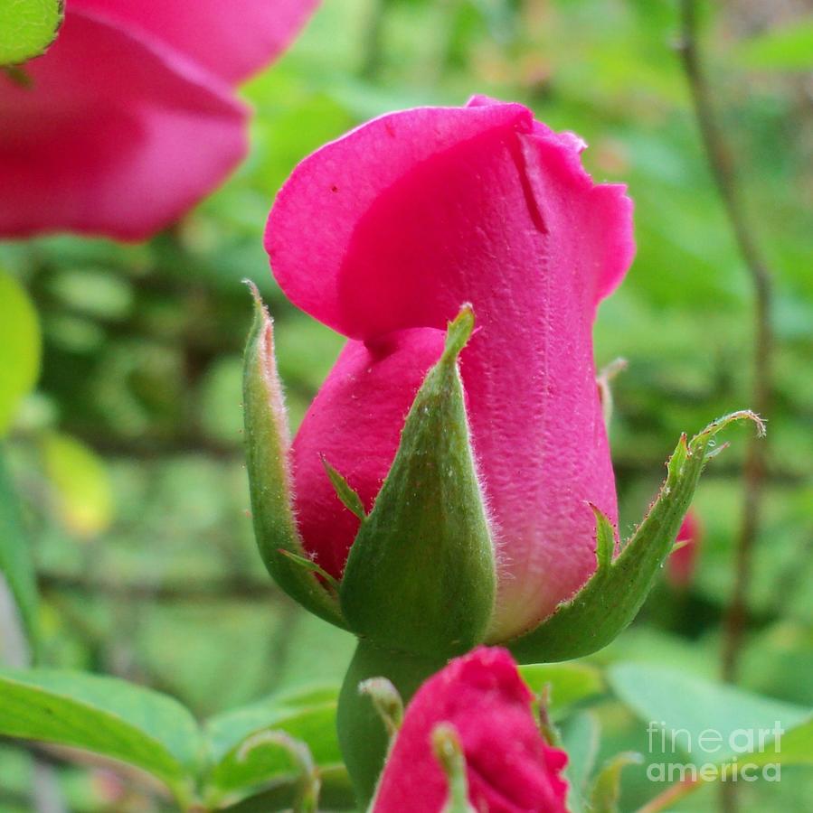 Pink Rose Bud Photograph by Padre Art