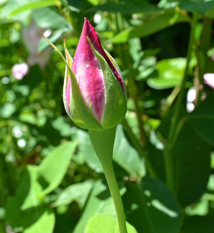 Pink Rose Bud Photograph By P S Fine Art America