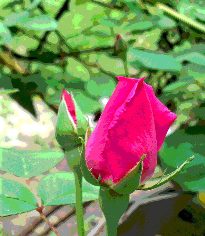 Pink Rose Buds Closeup Photograph by Padre Art