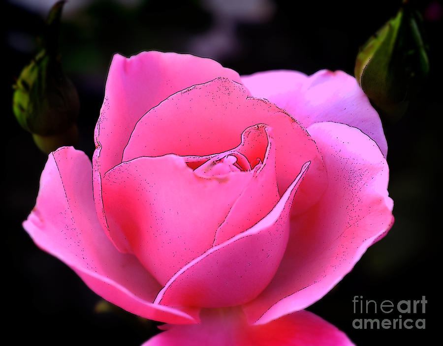 Pink Rose Day Photograph by Clayton Bruster