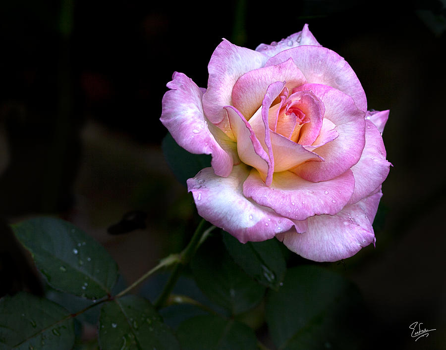 Pink Rose Photograph by Endre Balogh