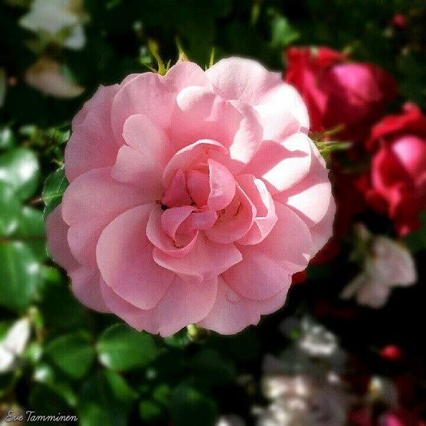 Summer Photograph - Pink Rose by Eve Tamminen