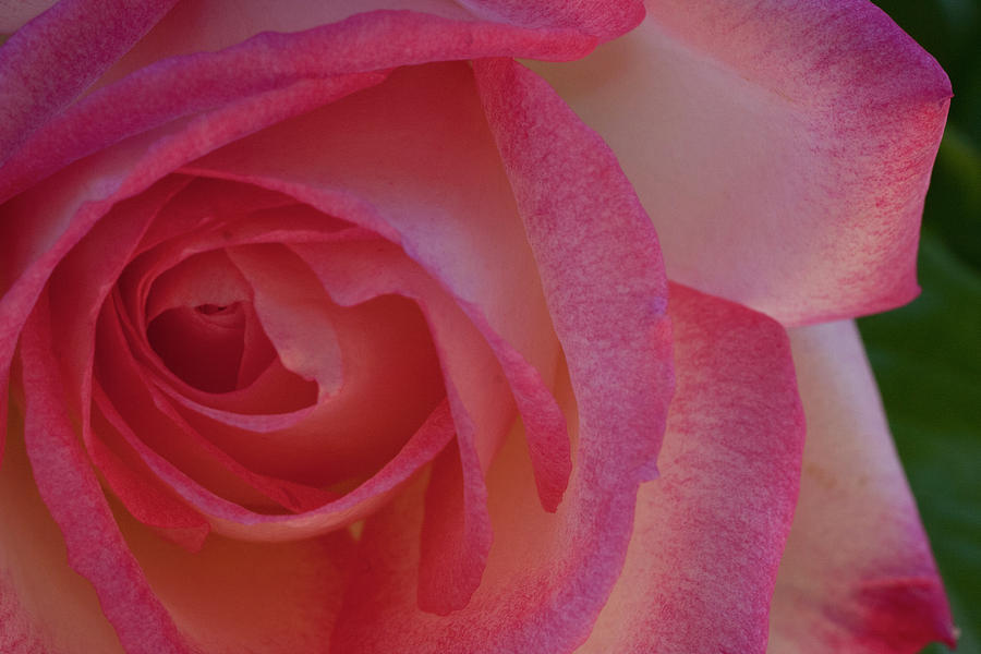 A Pink Rose Photograph by Gilbert Artiaga