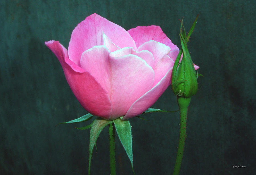 Pink Rose Photograph by George Bostian
