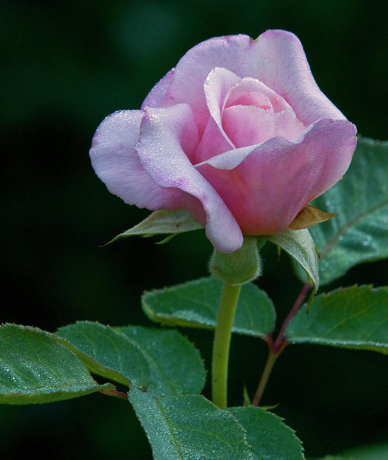 Pink Rose Photograph by Howard Knauer - Fine Art America