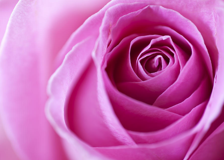 Pink Rose Photograph by Ian Merton