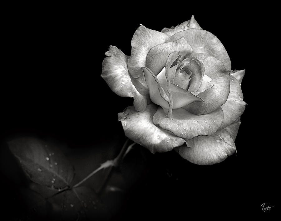 Pink Rose In Black And White Photograph by Endre Balogh