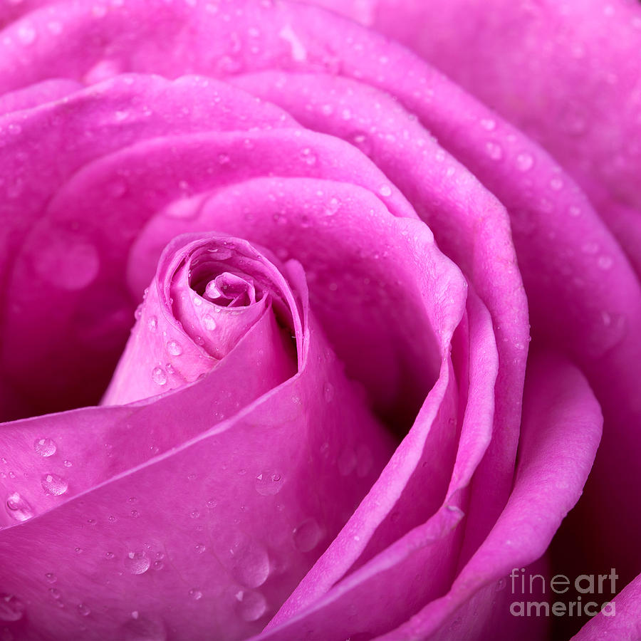 Pink rose Photograph by Jane Rix