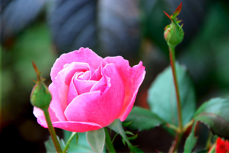 Pink Rose Photograph by Janice Adomeit