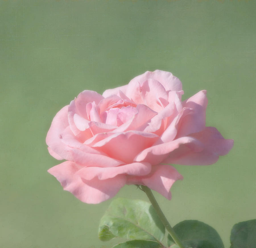 Flower Photograph - Pink Rose by Kim Hojnacki