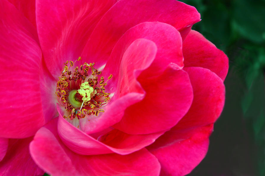 Pink Rose Macro Photograph by Sandi OReilly